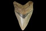 Fossil Megalodon Tooth - North Carolina #98980-1